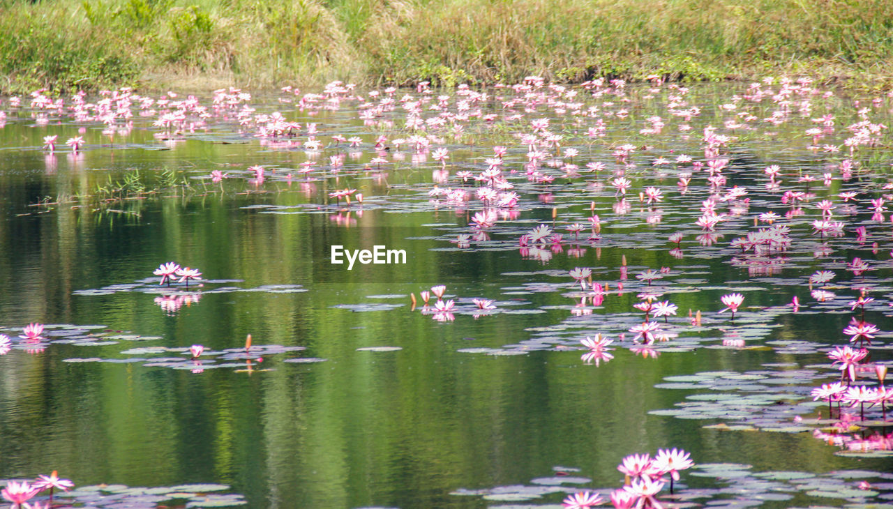 PINK WATER LILY BLOOMING IN LAKE