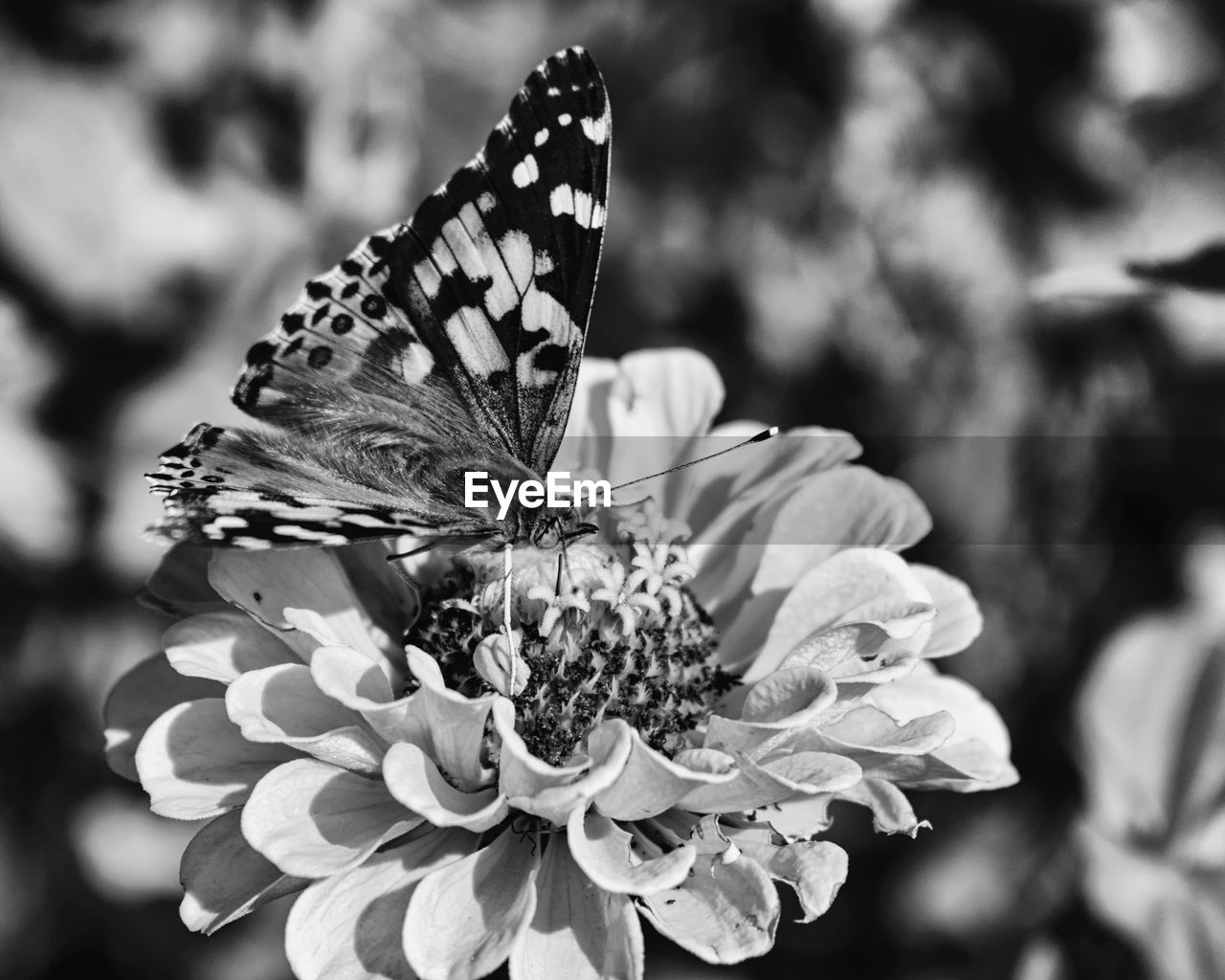 CLOSE-UP OF BUTTERFLY ON PLANT