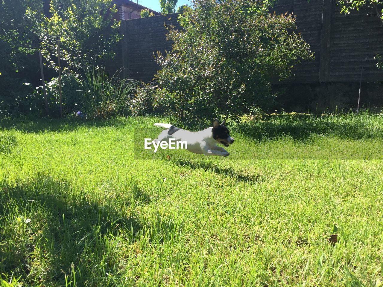 View of dog on field