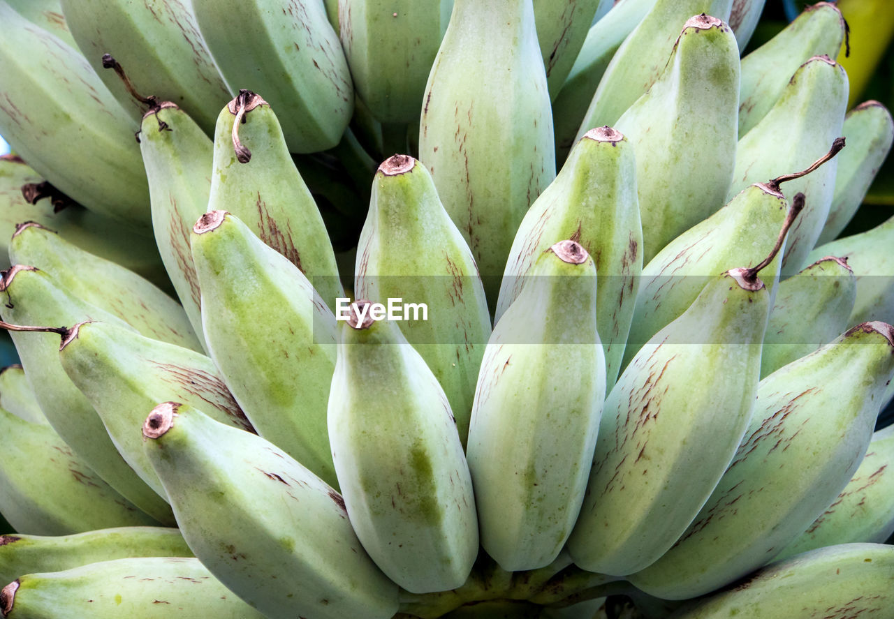 Bunch of raw silver bluggoe on a banana tree