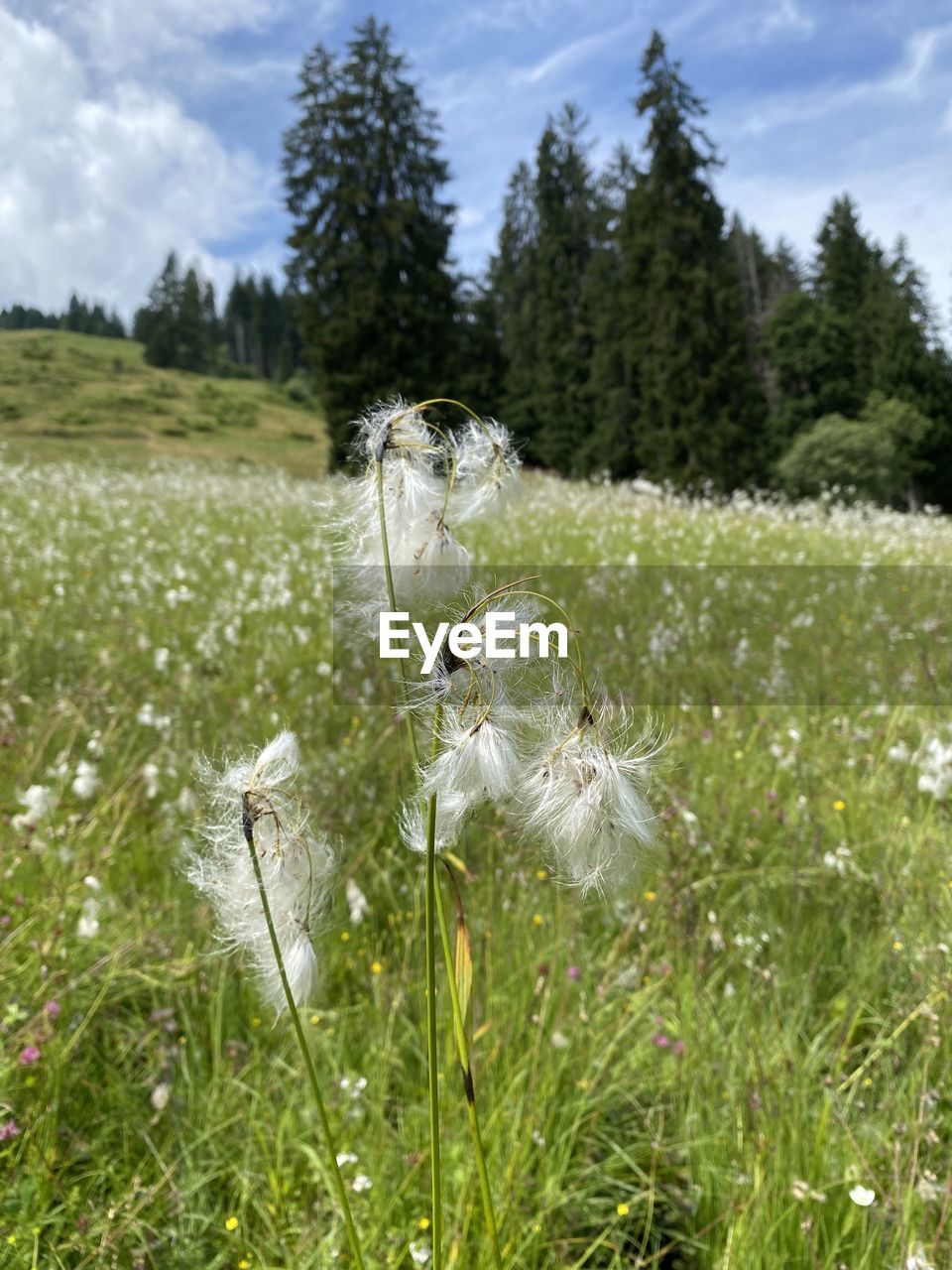 PLANTS GROWING ON LAND