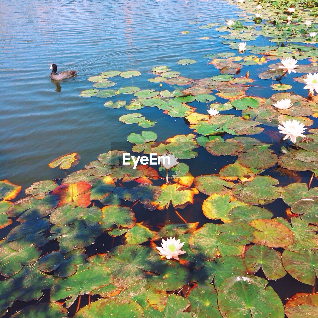 WATER LILY IN POND