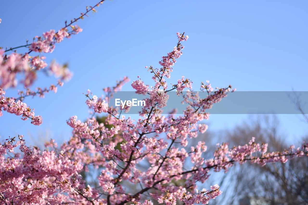 LOW ANGLE VIEW OF PINK CHERRY BLOSSOM