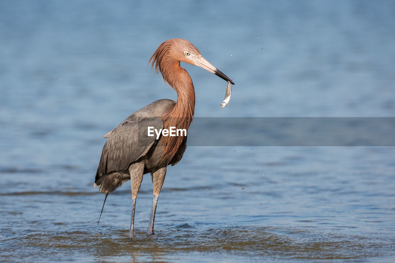 Bird with prey in sea