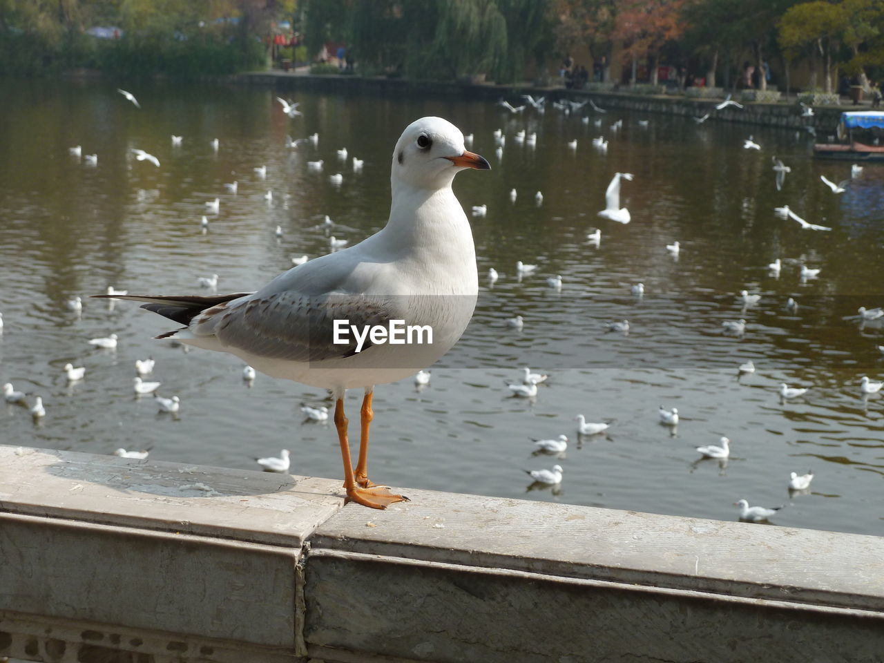 SEAGULLS PERCHING ON WOOD IN LAKE