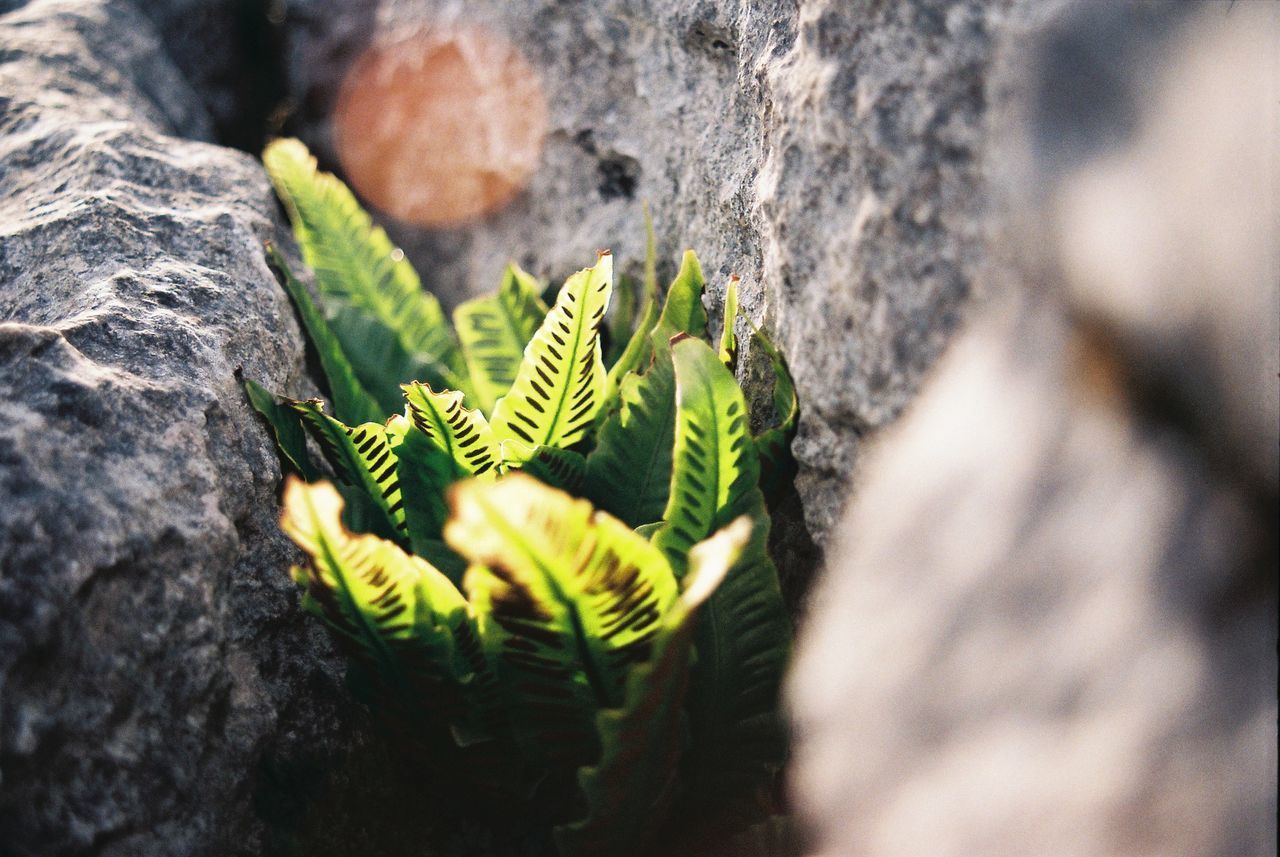 Close-up of plant growing on tree trunk