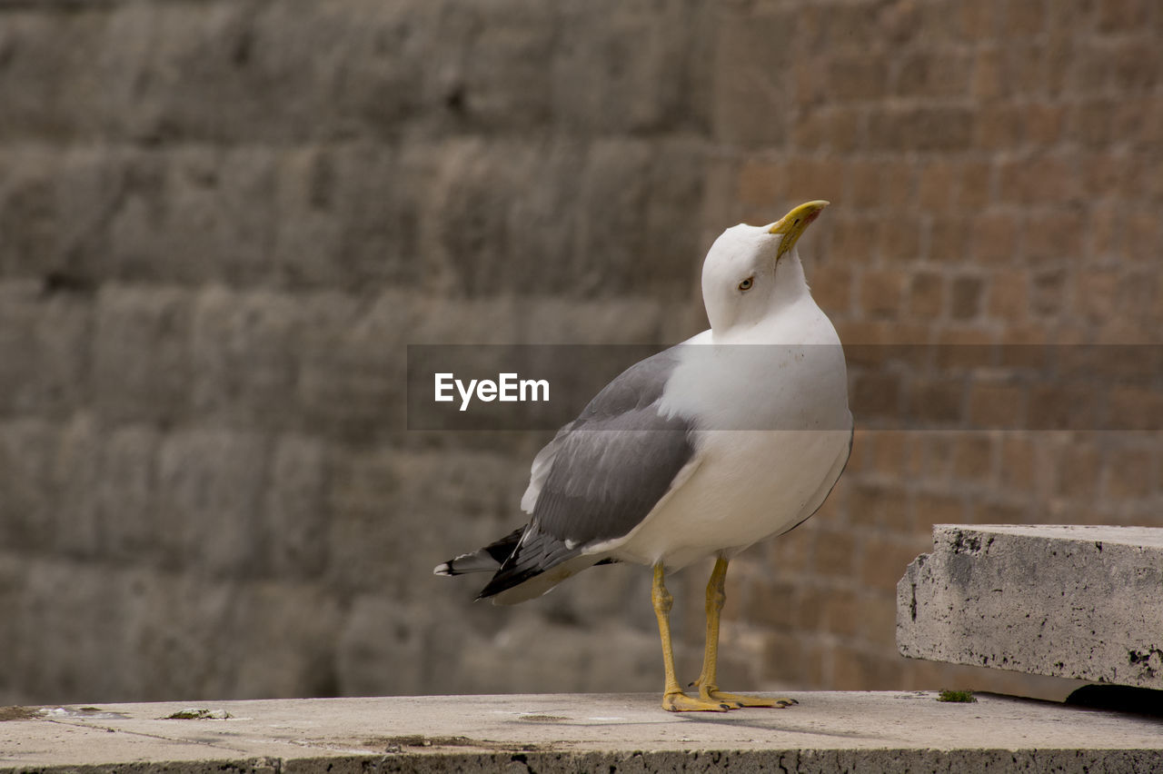 Seagull perching on wall