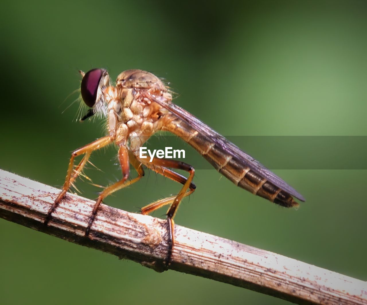 CLOSE-UP OF DRAGONFLY