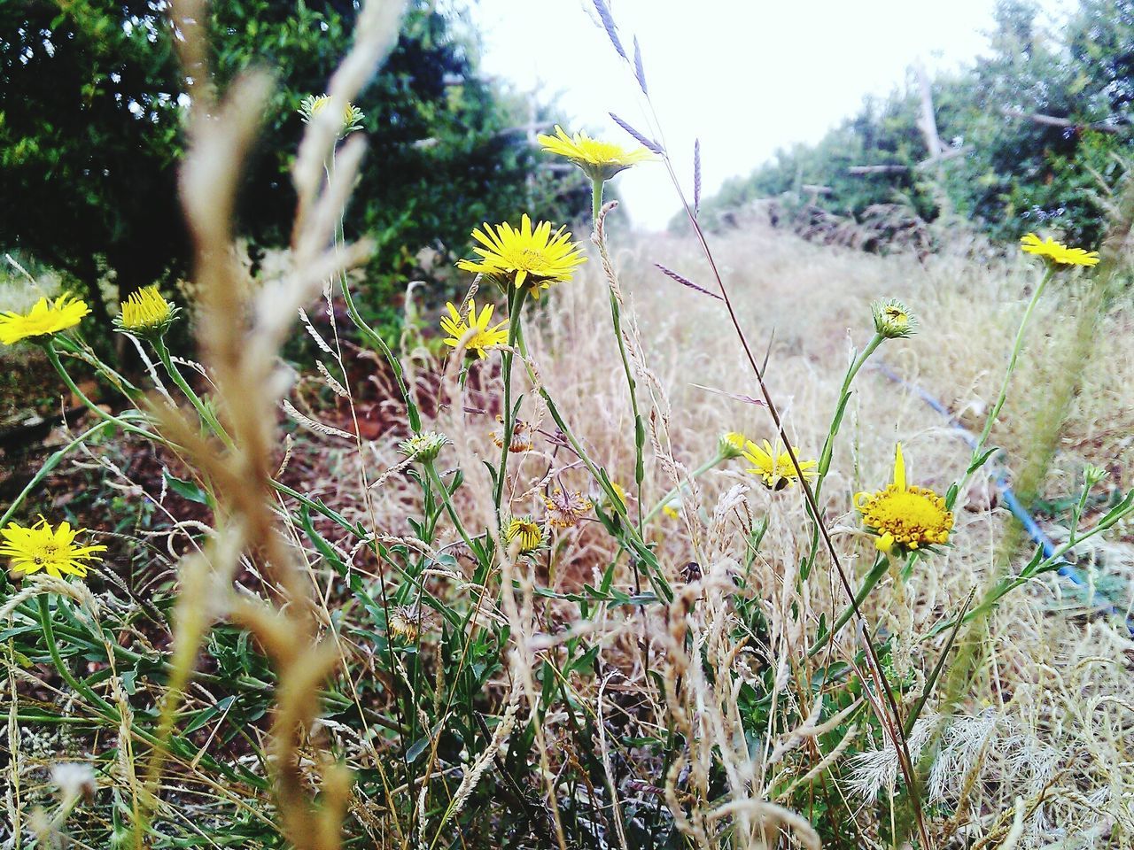 YELLOW FLOWERS GROWING IN FIELD