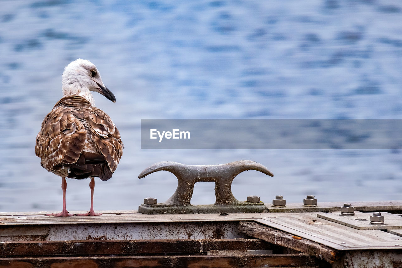 Seagull perching on sculpture against sea