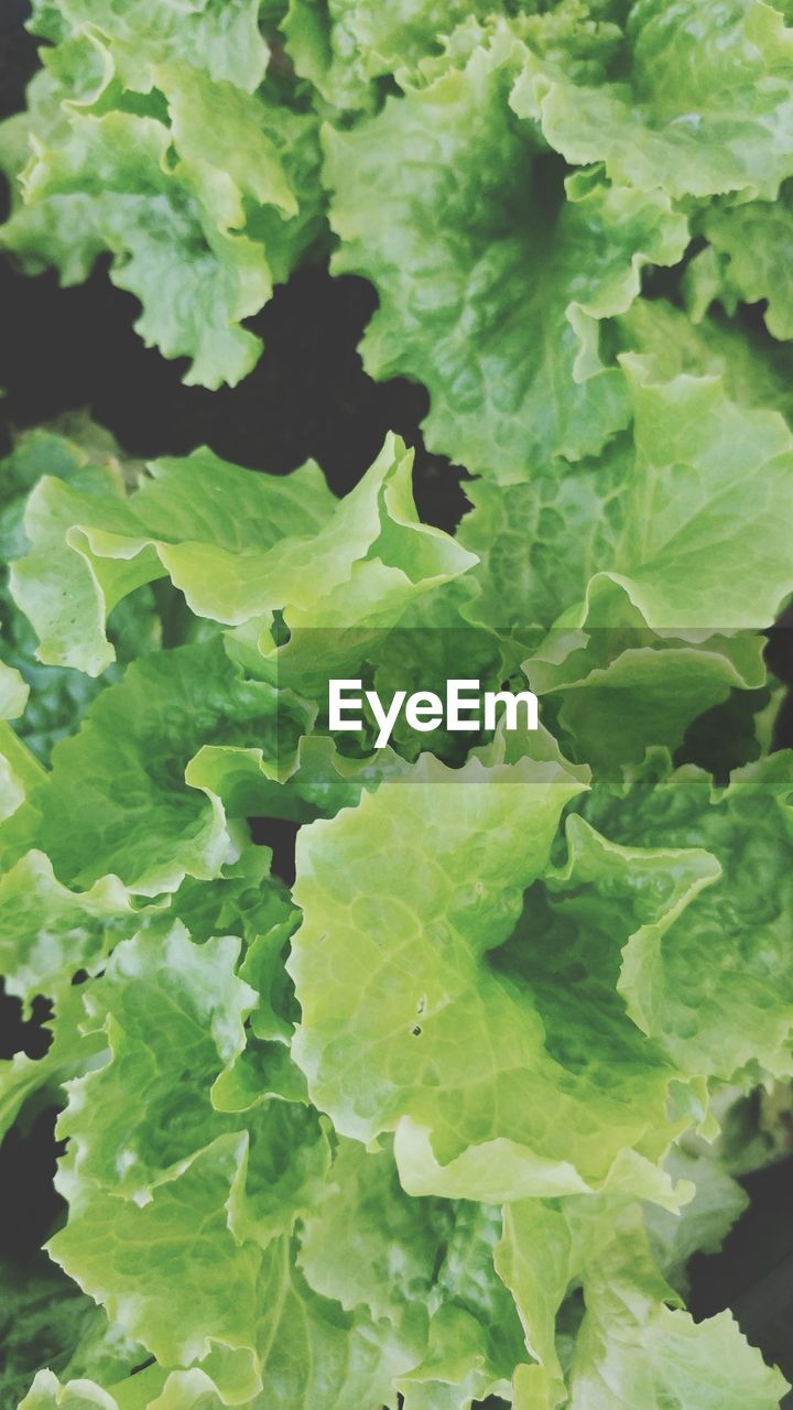 CLOSE-UP OF GREEN LEAVES