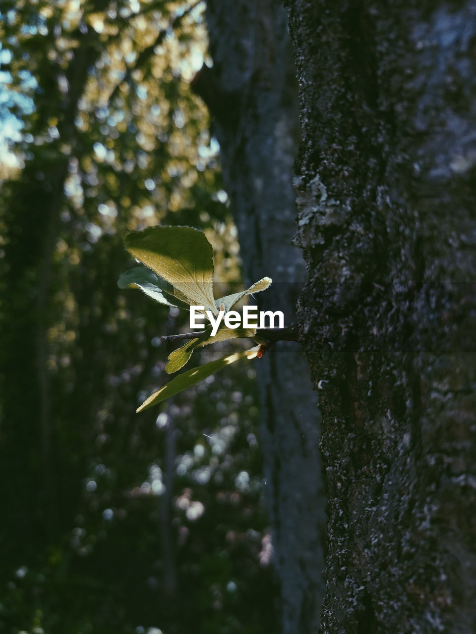 CLOSE-UP OF BUTTERFLY ON TREE