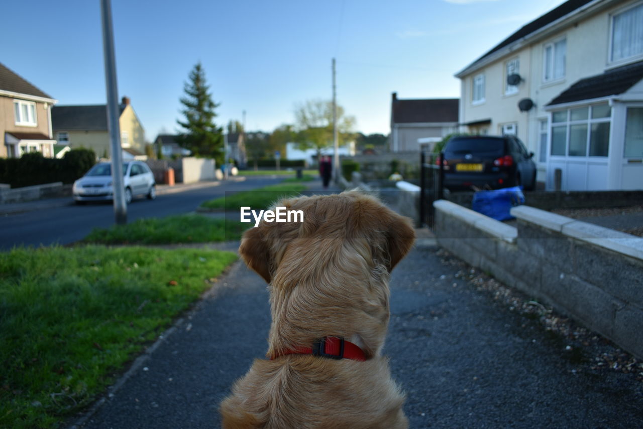 REAR VIEW OF DOG BY CAR ON STREET