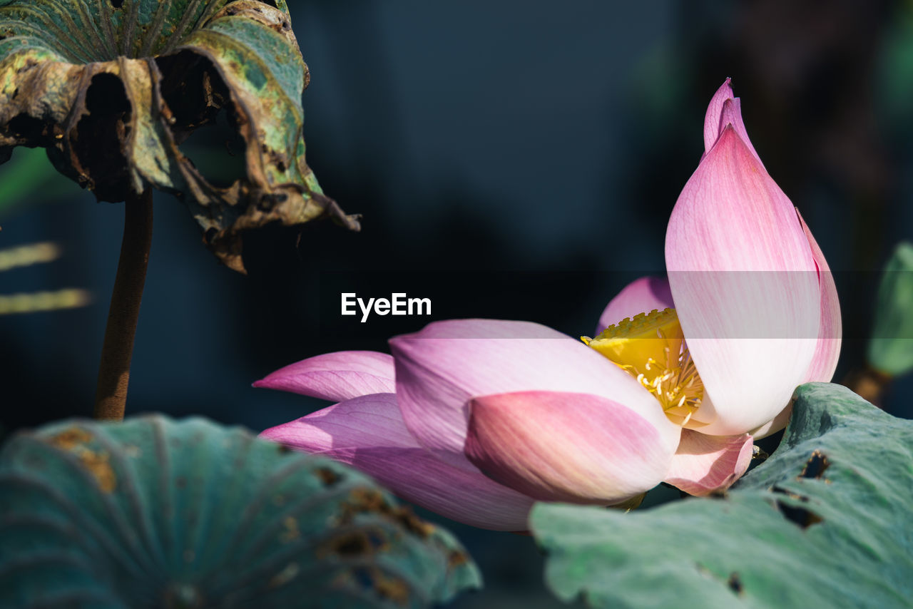 Close-up of pink lotus water lily