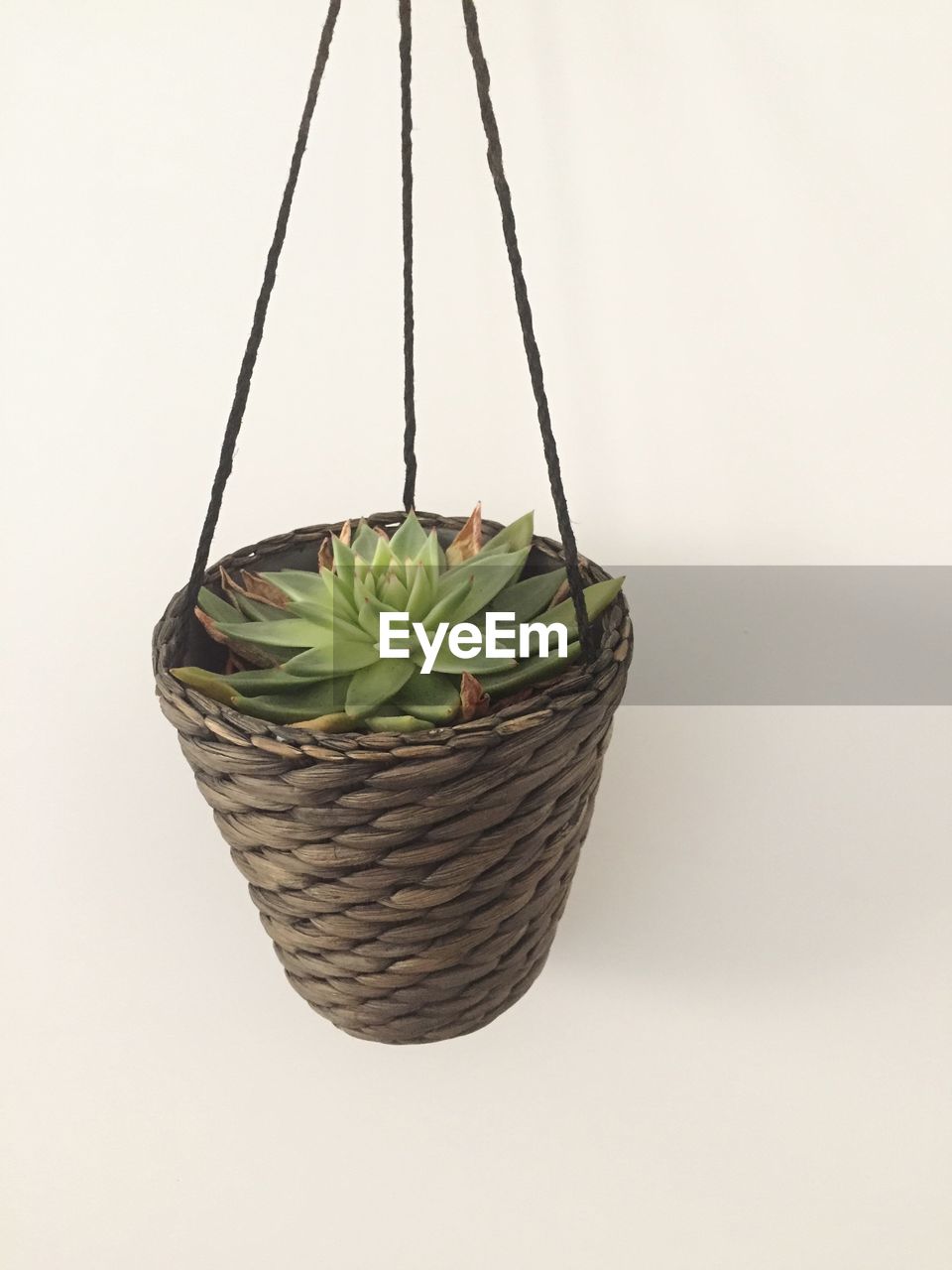 Close-up of plant in basket against white background