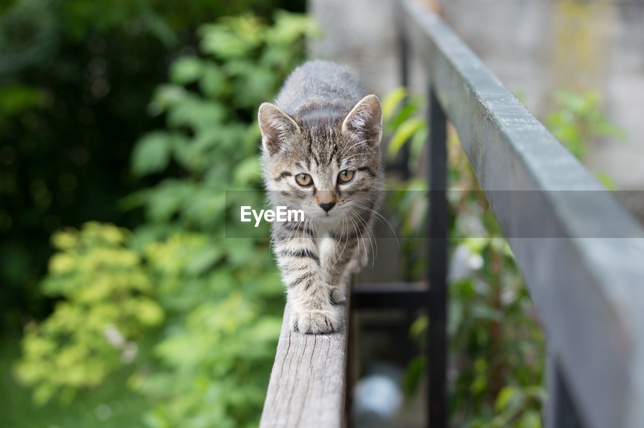 PORTRAIT OF CAT AGAINST TREES