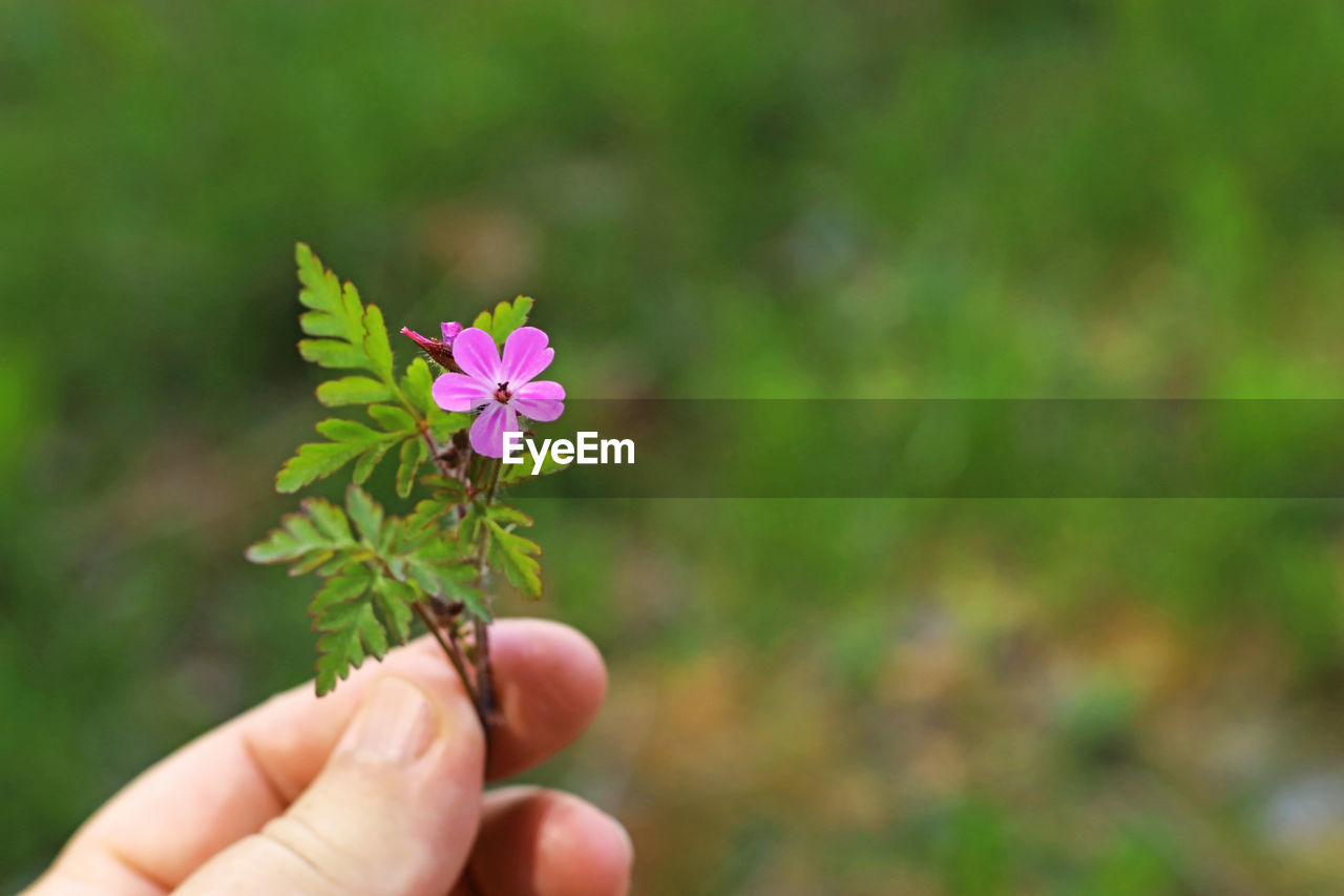 CLOSE-UP OF HAND HOLDING SMALL FLOWER ON PLANT