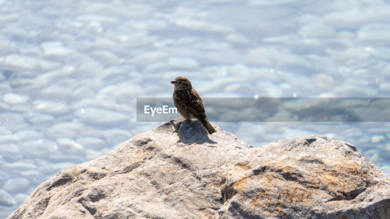 Close-up of bird perching on rock