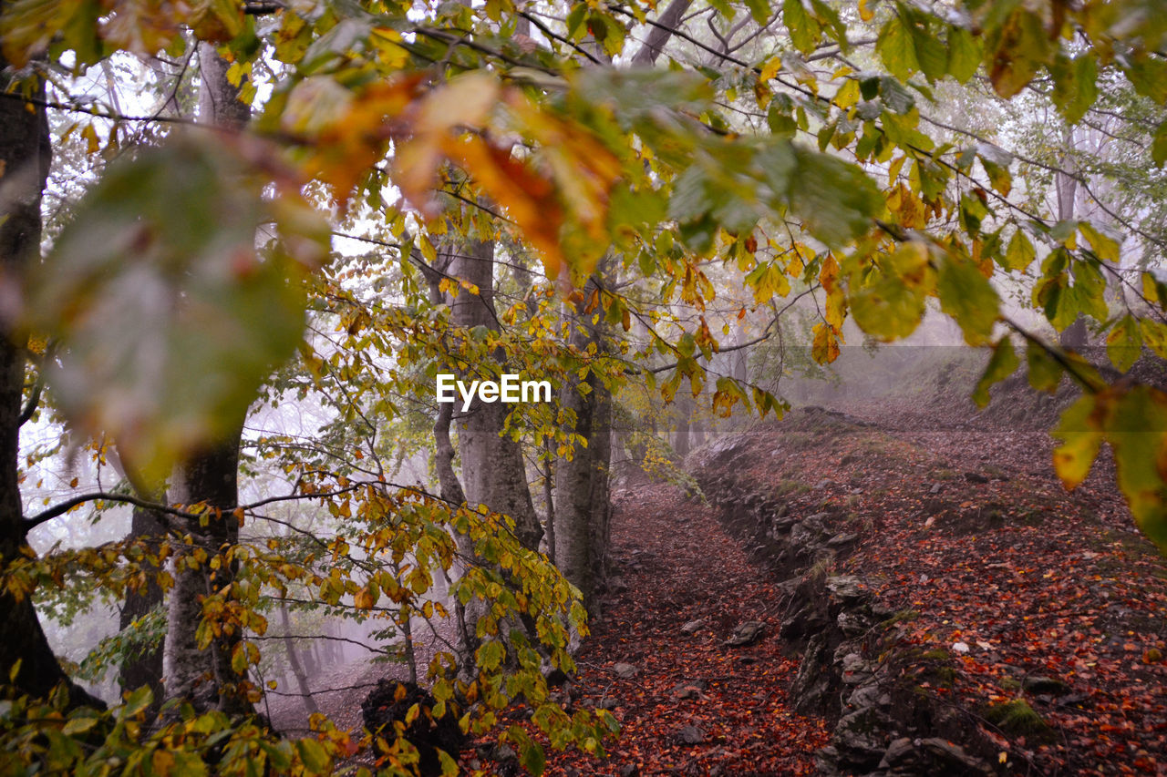 Tree in autumn