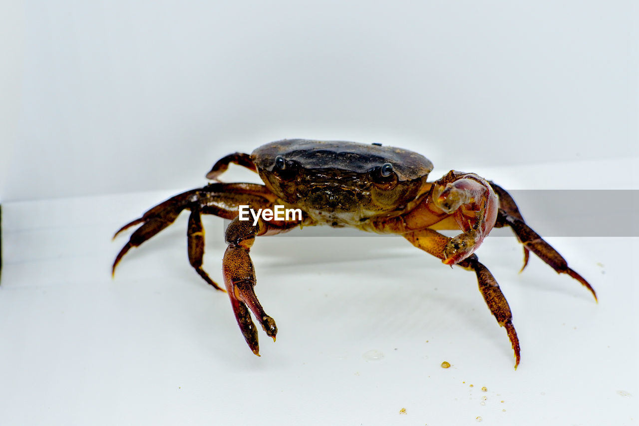 HIGH ANGLE VIEW OF INSECT ON A LAND