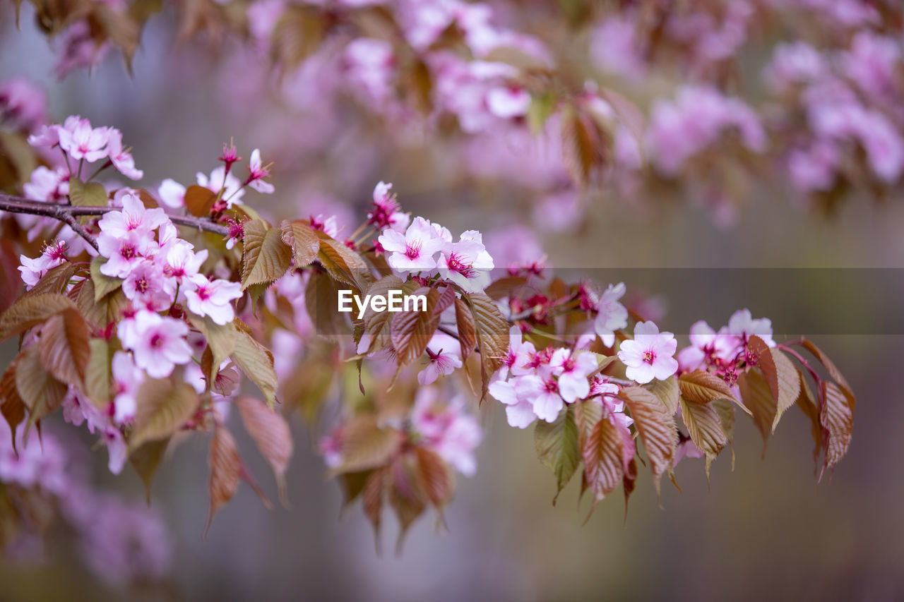 CLOSE-UP OF PINK CHERRY BLOSSOMS