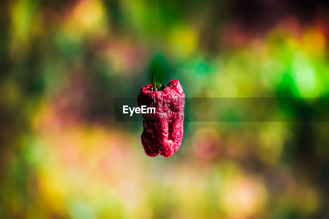 red, macro photography, close-up, flower, leaf, nature, plant, green, freshness, focus on foreground, multi colored, petal, no people, beauty in nature, food and drink, food, outdoors, fruit, day, healthy eating, berry, selective focus, flowering plant, sunlight, yellow, vibrant color, plant part