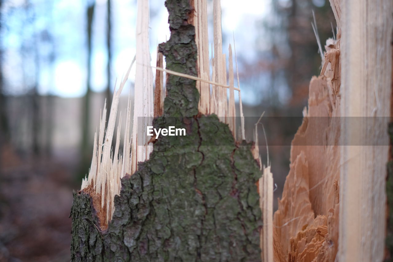 CLOSE-UP OF TREE TRUNK ON WOOD