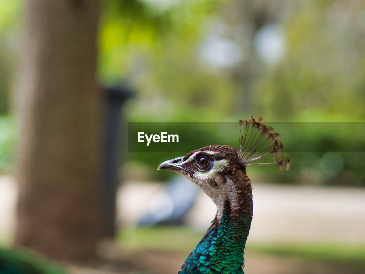 animal themes, animal, one animal, bird, peacock, wildlife, animal wildlife, animal body part, nature, green, focus on foreground, animal head, close-up, no people, peacock feather, beauty in nature, outdoors, portrait, day, beak, plant, feather, tree