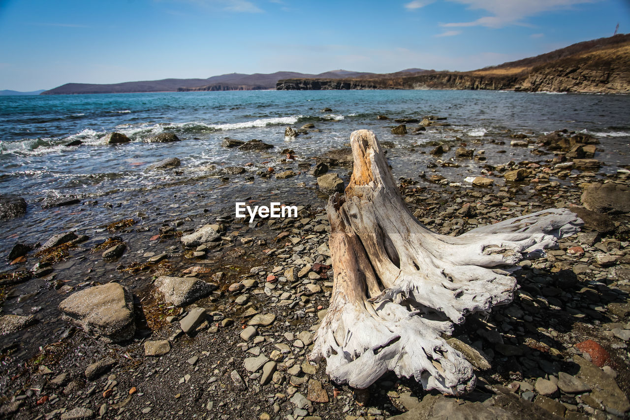 Driftwood on beach