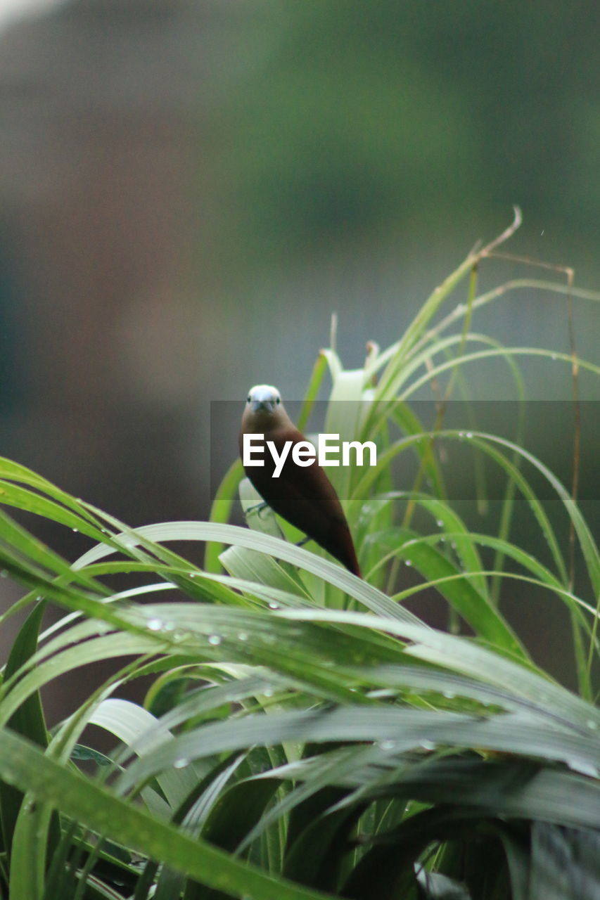 CLOSE-UP OF BIRD PERCHING