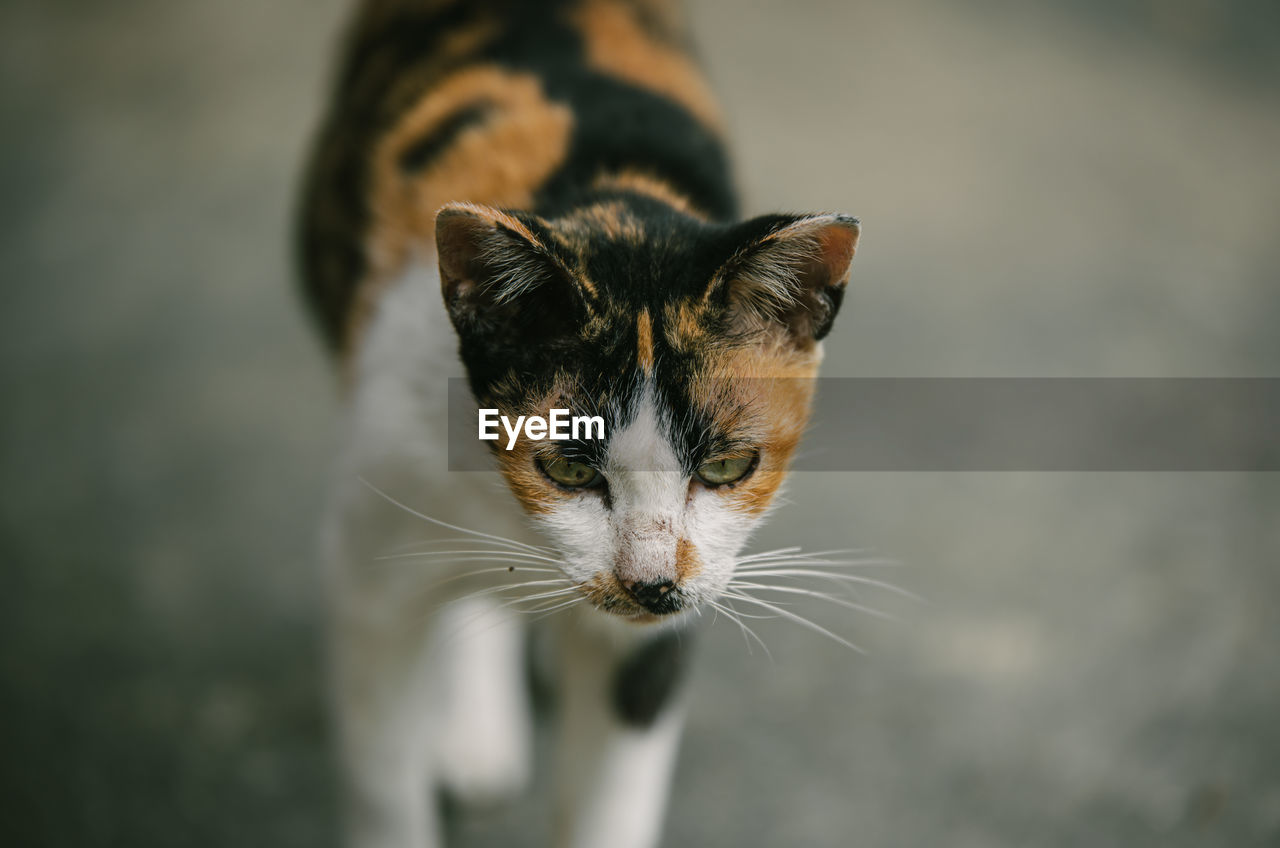 The cat's eyes were yellow.