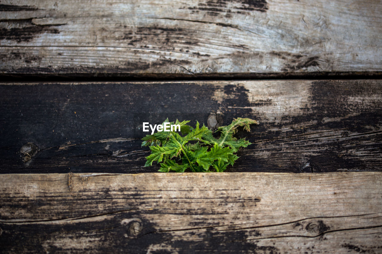 High angle view of thistle sticking out from old wooden stairs