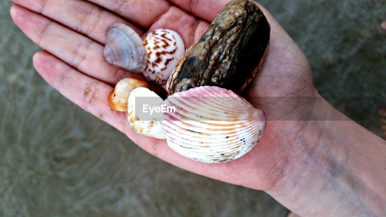 Close-up of hand holding seashell at beach