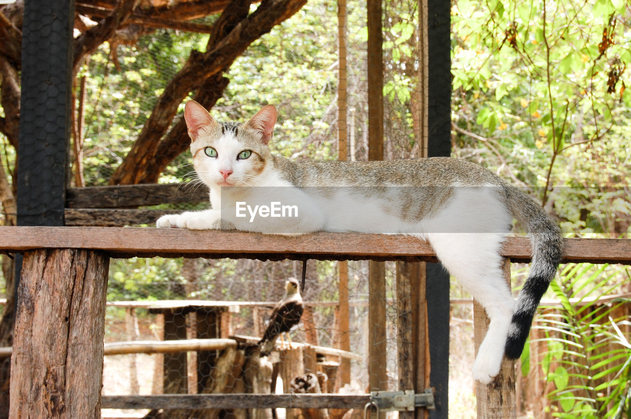 Cat in an ecological park in northeastern brazil