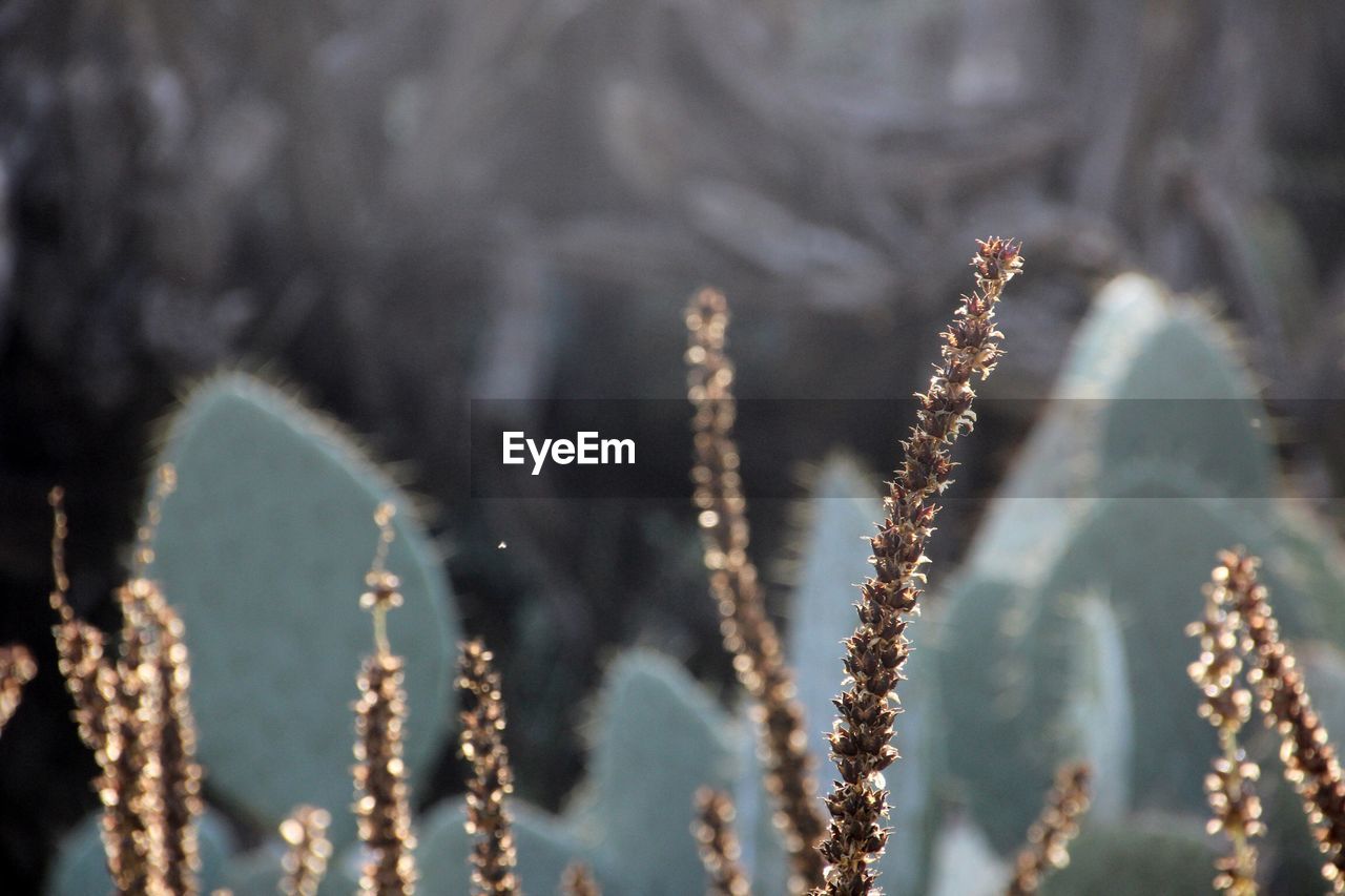 Close-up of frozen plant