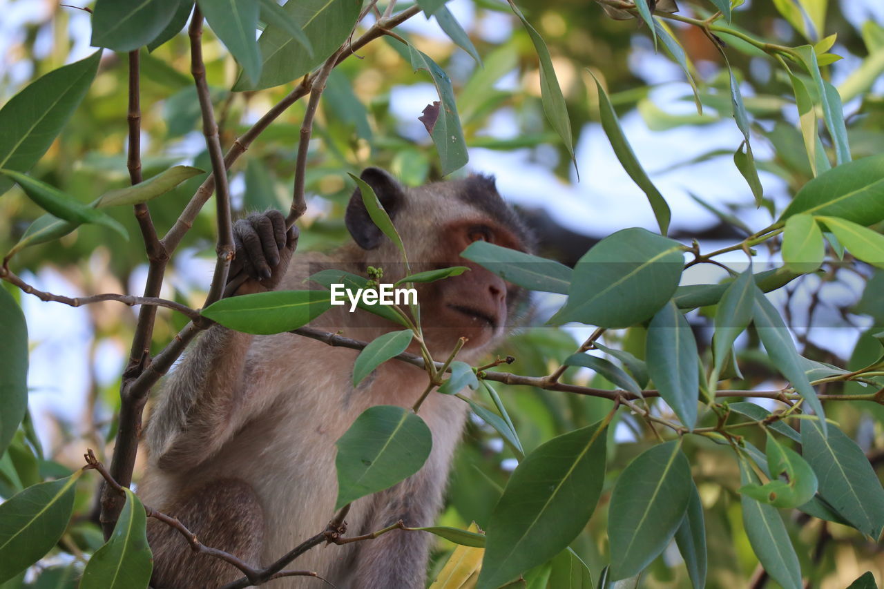 animal themes, animal, leaf, plant part, plant, mammal, animal wildlife, tree, branch, wildlife, nature, koala, one animal, no people, jungle, environment, outdoors, green, monkey, growth, bat, forest, flower, beauty in nature, environmental conservation