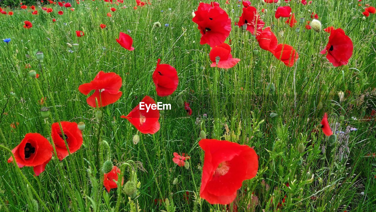 CLOSE-UP OF RED POPPIES ON FIELD