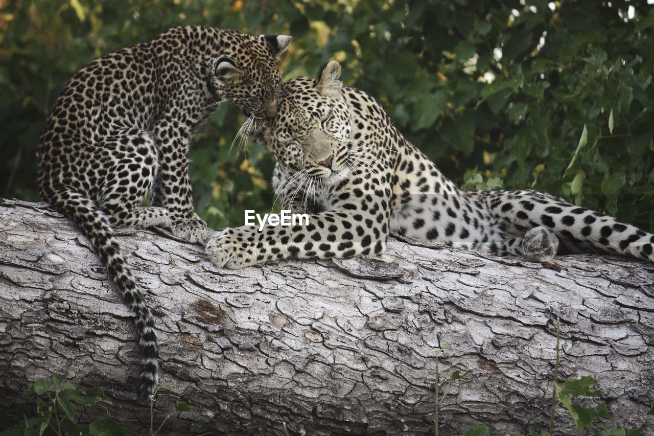 Low angle view of leopards on tree