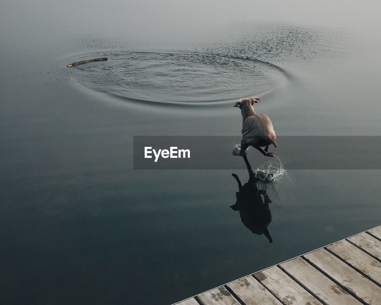 High angle view of weimaraner jumping over lake