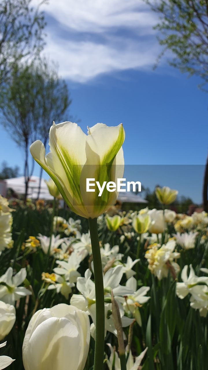 Close-up of white tulip