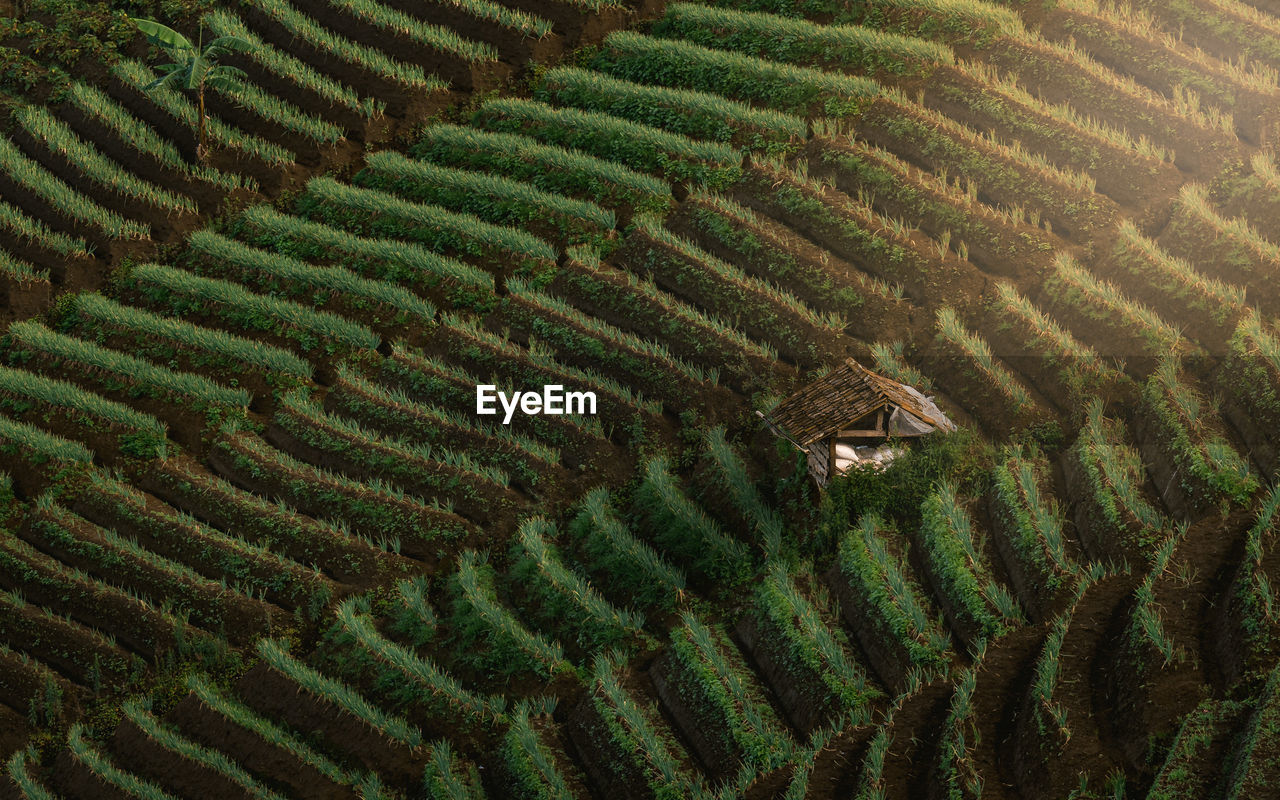 High angle view of agricultural field