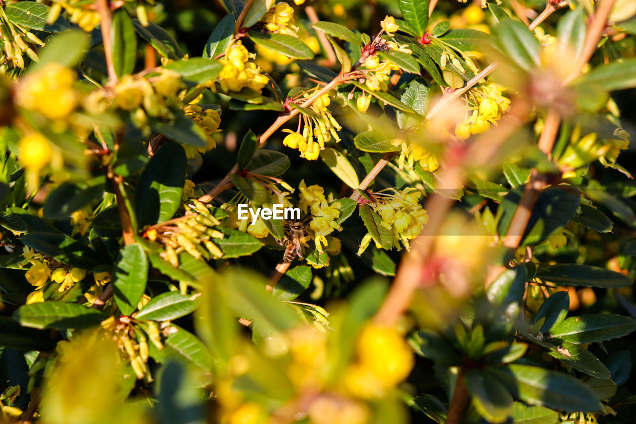 CLOSE-UP OF FRESH GREEN PLANTS IN SPRING