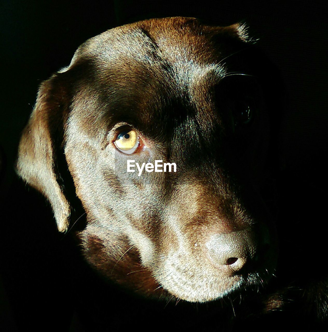 Close-up portrait of a dog