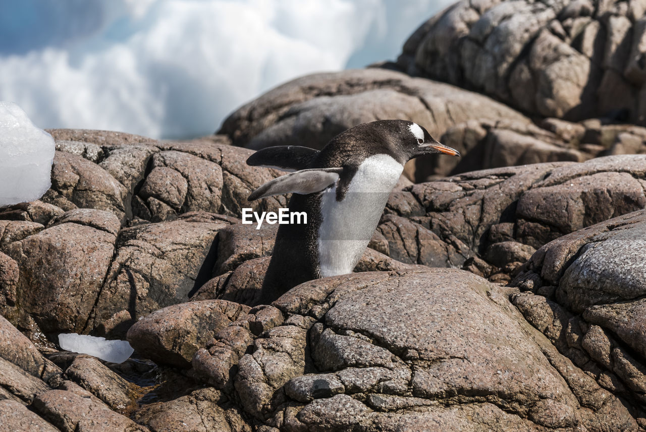 high angle view of bird on rock