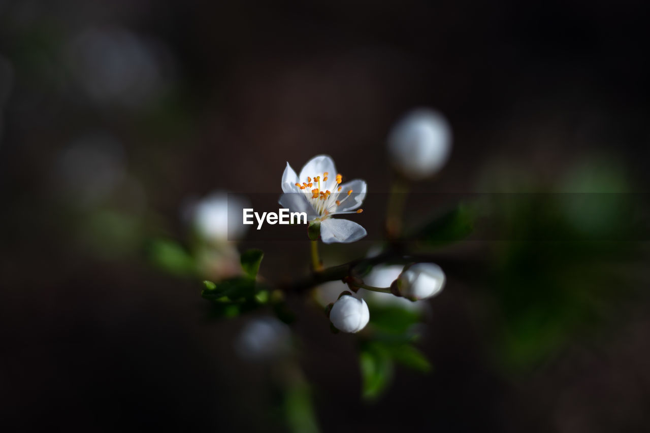 Close-up of white cherry blossom