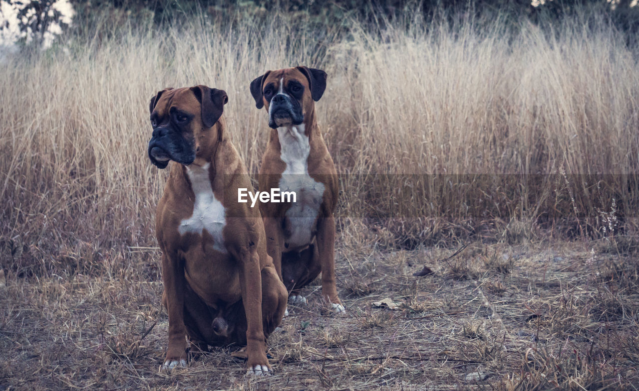 Two boxer dogs outdoors