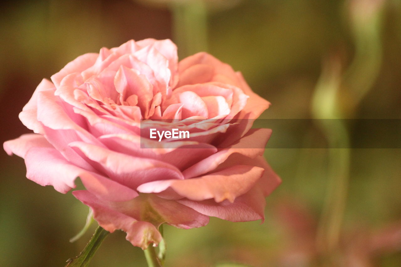 Close-up of pink rose