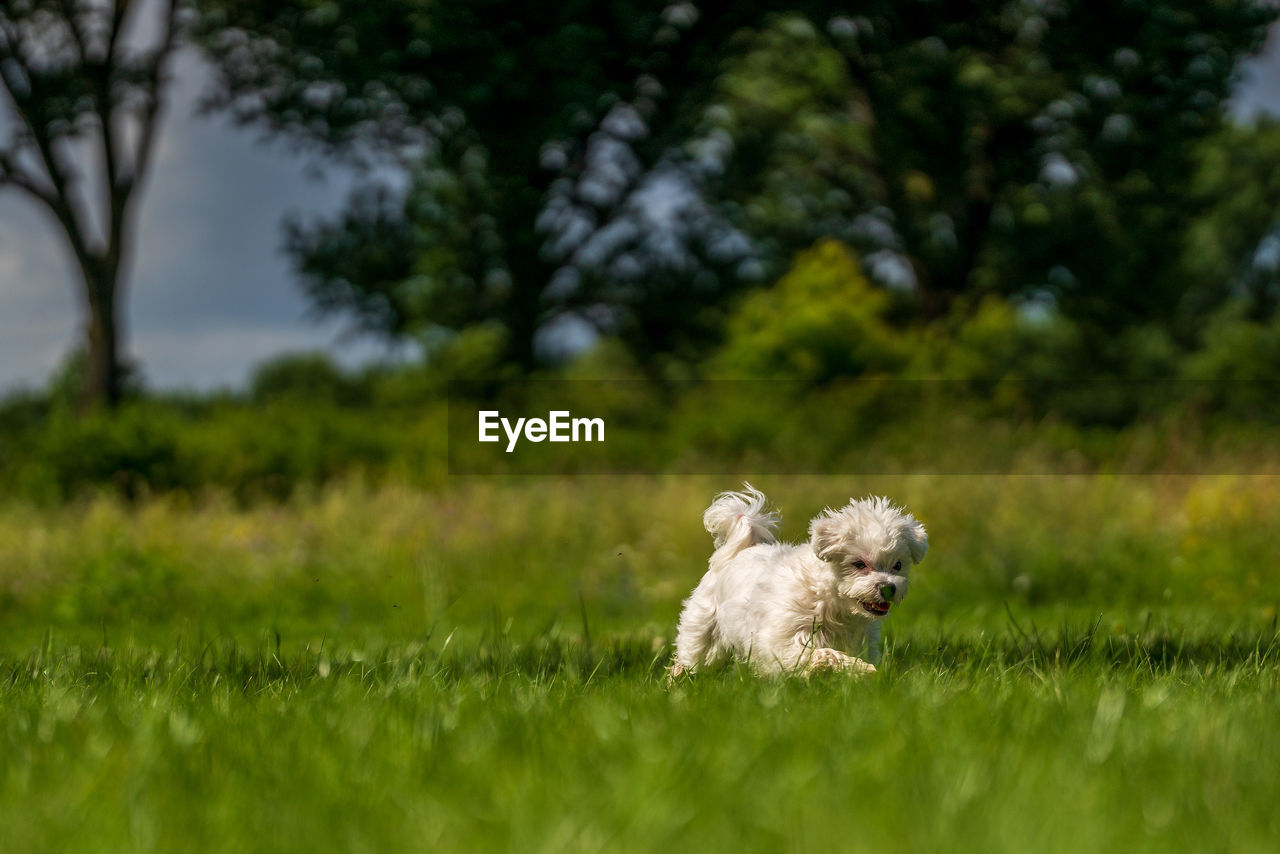 grass, plant, animal, lawn, mammal, animal themes, meadow, nature, pet, no people, dog, green, one animal, toy, canine, tree, selective focus, cute, domestic animals, outdoors, day, flower, grassland, land, young animal, landscape, field, lap dog, environment, animal wildlife
