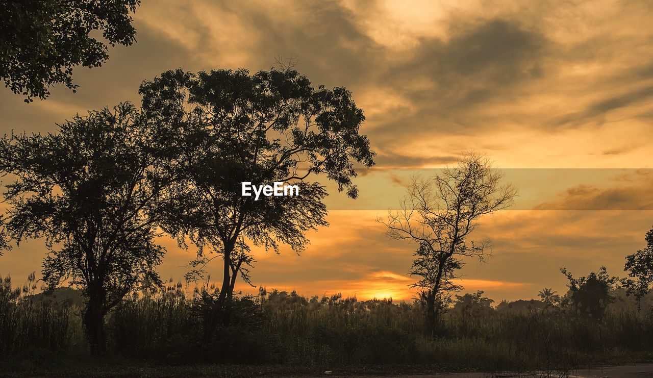 Silhouette trees on field against sky during sunset