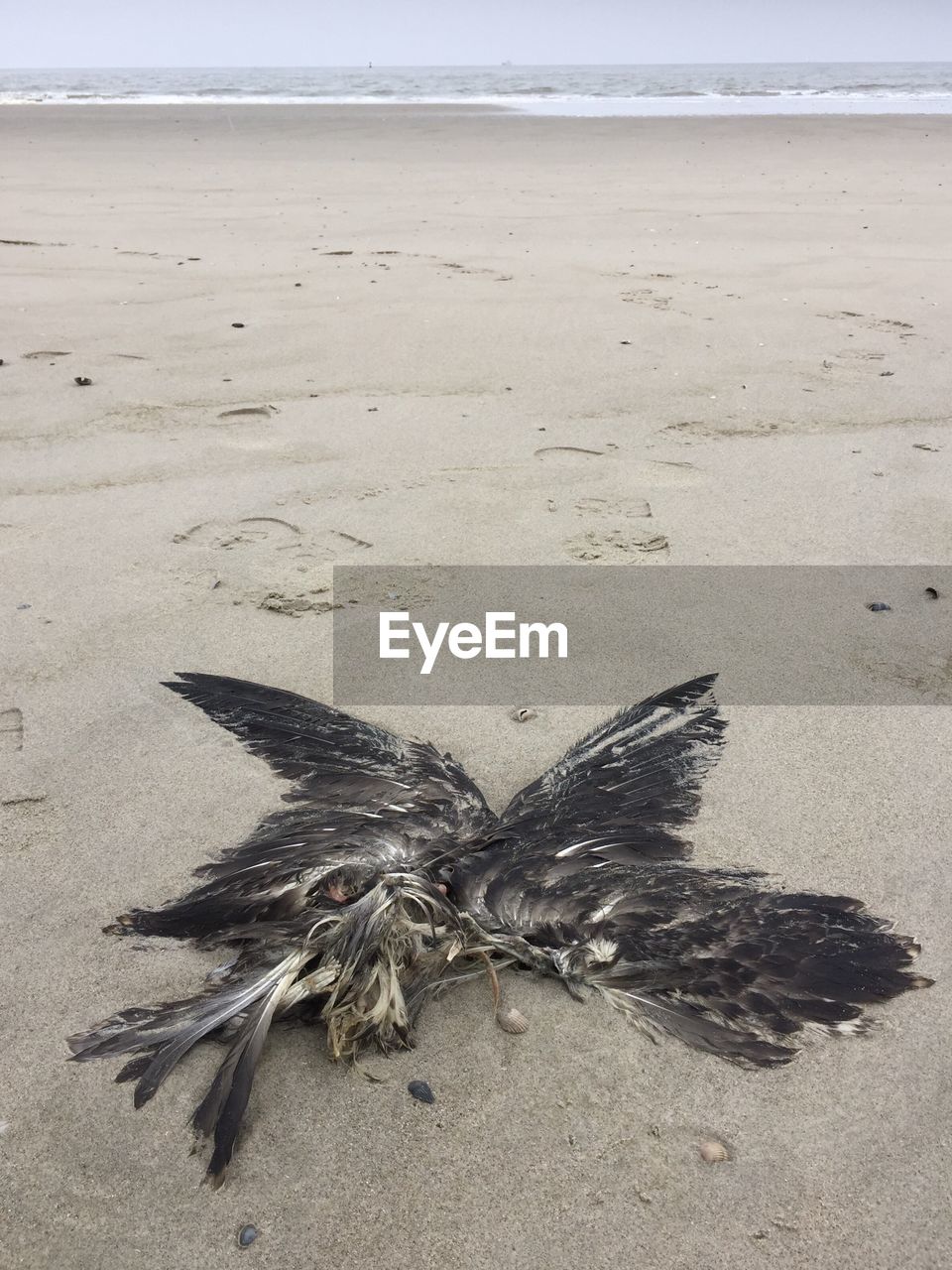 CLOSE-UP OF BIRD ON SANDY BEACH